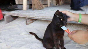 Phuket: Khai Nok, Khai Nai, and Khai Nui Island Day Trip - From Patong and Other Neighborhoods to AA Marina