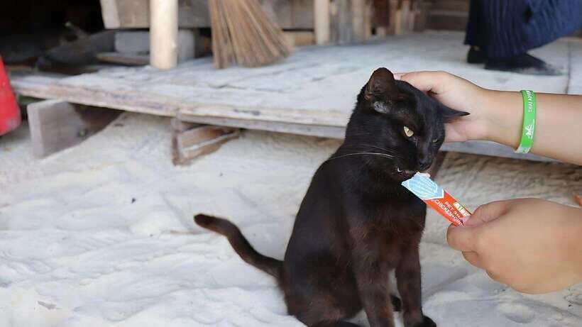 Phuket: Khai Nok, Khai Nai, and Khai Nui Island Day Trip - From Patong and Other Neighborhoods to AA Marina