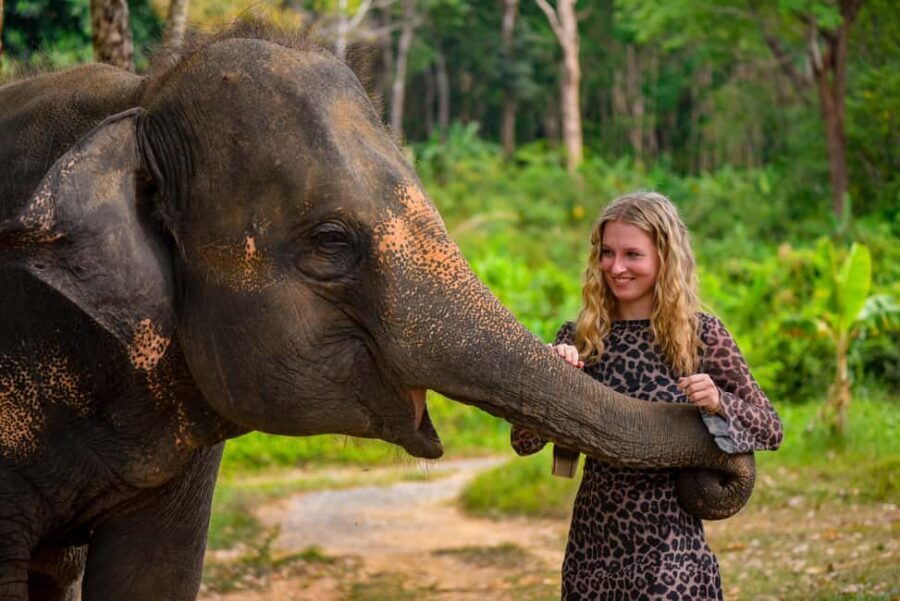 Phuket: Make & Meet The Gentle Giant Experience - Vitamin Balls and Friendly Faces at Lily Elephant Camp