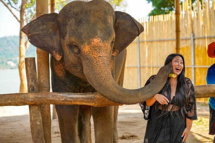 Phuket: Make & Meet The Gentle Giant Experience - Feeding Time: Fresh Fruit and Up-Close Elephant Moments