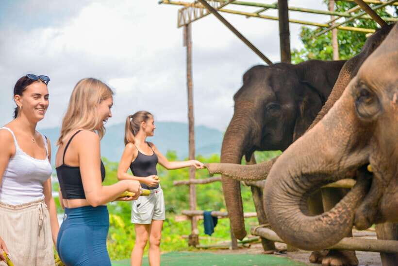 Phuket: Make & Meet The Gentle Giant Experience - Wildlife Viewing at the Camp: How It Fits in the Day