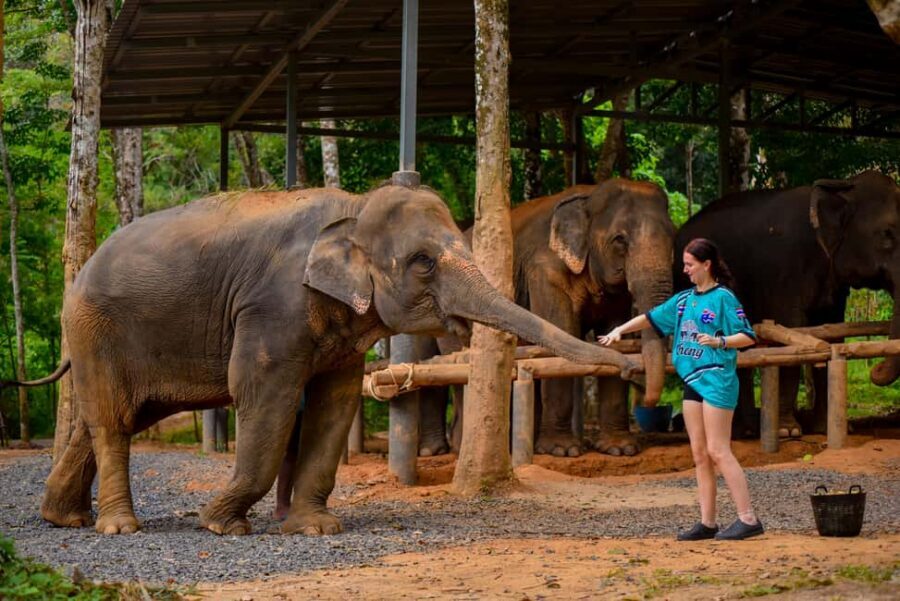 Phuket: Make & Meet The Gentle Giant Experience - Price and Value: Is $34 a Good Deal?