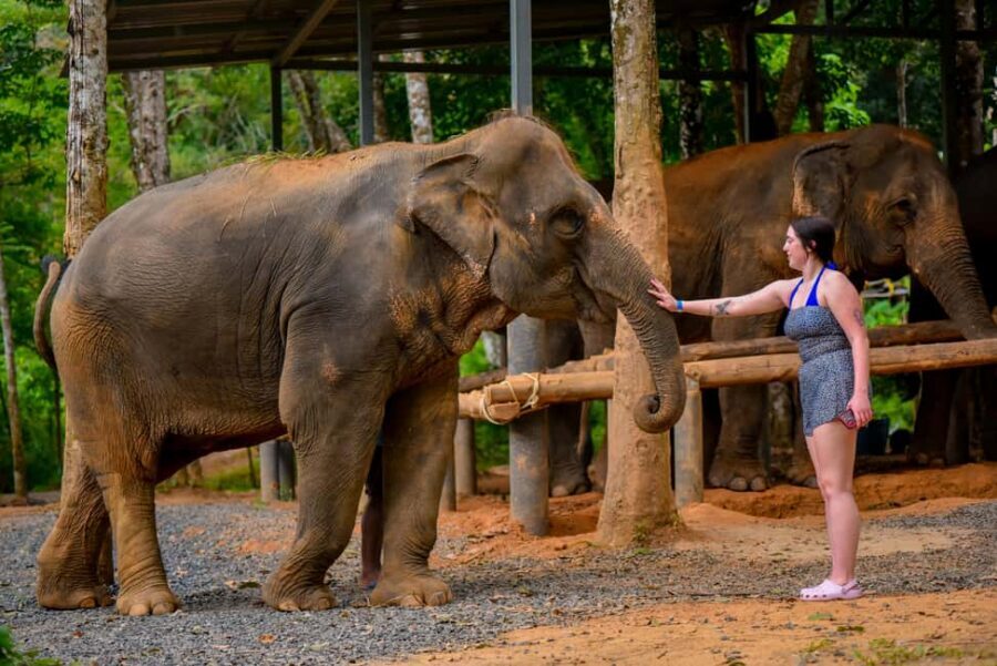 Phuket: Make & Meet The Gentle Giant Experience - Logistics Without the Headaches: What to Plan For