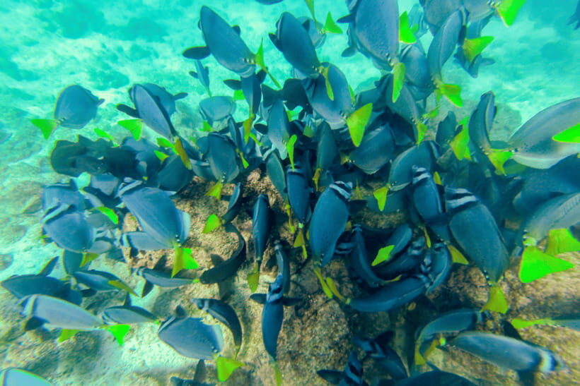Phuket: Racha and Coral Islands Speedboat Trip with Lunch - Racha Island: Snorkeling Time and Beach Breaks in Crystal Waters