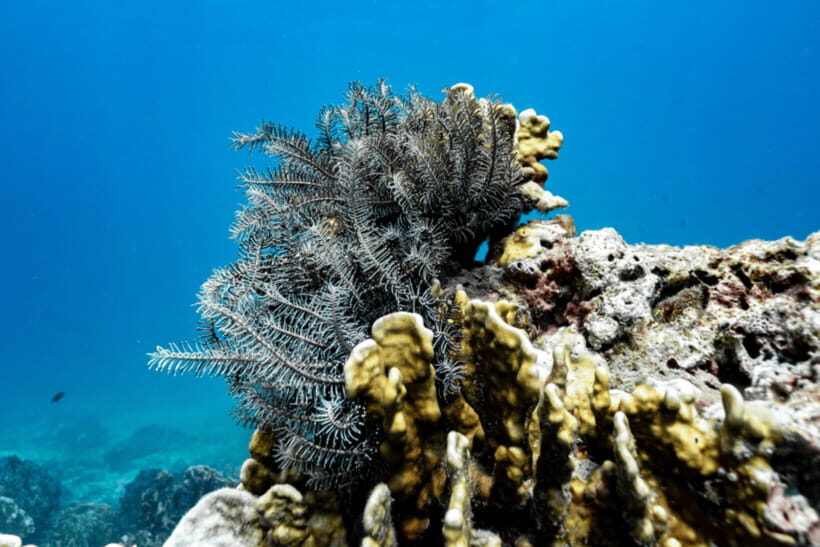 Phuket: Racha and Coral Islands Speedboat Trip with Lunch - Price and Value: Is $56 Worth It?