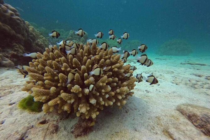 Phuket: Scuba Dive Racha and Coral Islands with Snorkeling Tour - Gear and comfort: what’s included (and what isn’t)