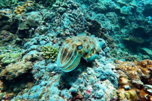 Phuket Scuba Diving Maiton Private Island Small Group or Snorkel - The Maithon day plan: pickup to pier to your hotel
