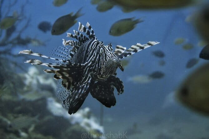 Phuket Scuba Diving Phi Phi Islands (Certified Divers Only) - Turtle Rock’s 18m-to-6m Topography and the Fun of Swim-Throughs