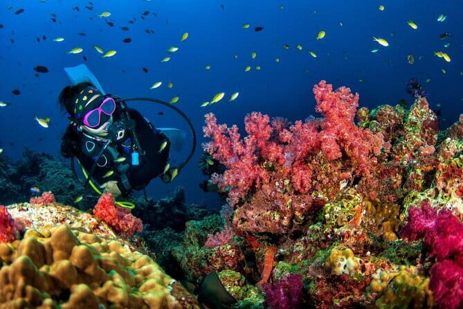Phuket Scuba Diving Phi Phi Islands (Certified Divers Only) - Should You Book Scubadeep’s Phi Phi Scuba Sessions?