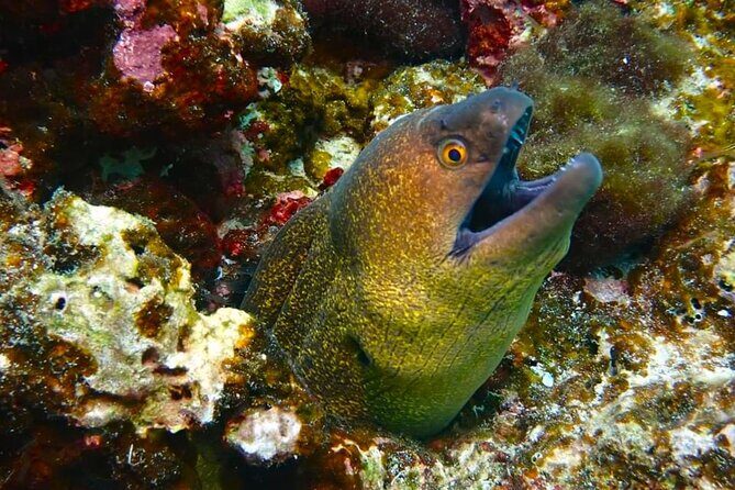 Phuket Scuba Diving: Racha Island Or Maiton Island For All Levels - Your experience options by skill level (beginner to certified)