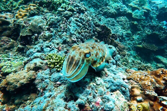 Phuket Scuba Diving: Racha Island Or Maiton Island For All Levels - The boat day: timing, food, and comfort