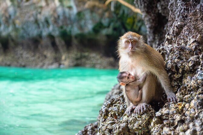 Phuket: Wow Andaman Snorkeling Trip to Phi Phi & Bamboo Islands - Monkey Beach and Camel Rock: photos, tide, and monkey etiquette