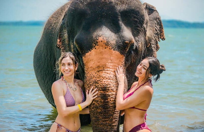 Phuket:Beach walk with elephants, rain & care. 2.5 hours - The jungle walk with elephants: short, gentle, and natural