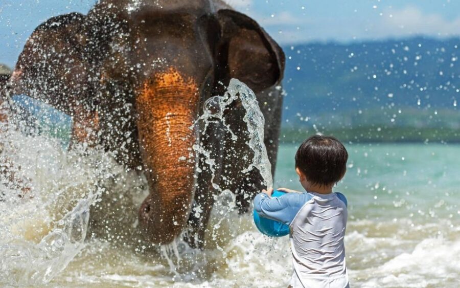 Phuket:Beach walk with elephants, rain & care. 2.5 hours - Meet the people who run the day: guides like Kim