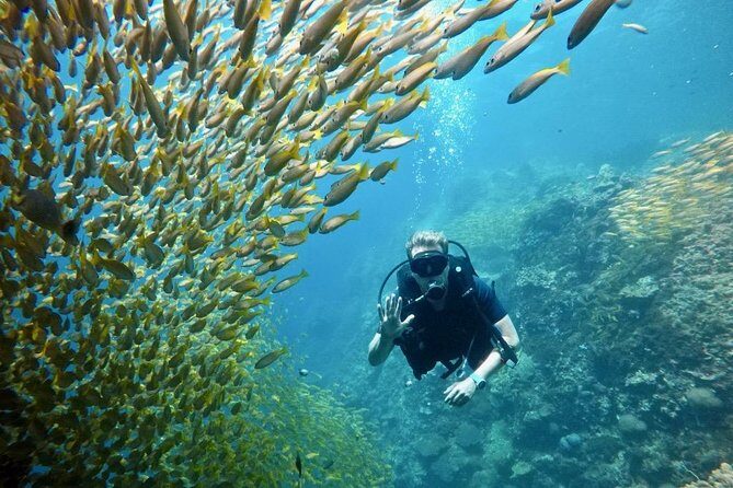 Premium Guided Scuba Diving Day Trip for Certified Divers - Underwater stops you can match to your level