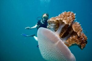 Premium Guided Scuba Diving Day Trip for Certified Divers - Snacks, lunch, and the no-single-use-plastic water