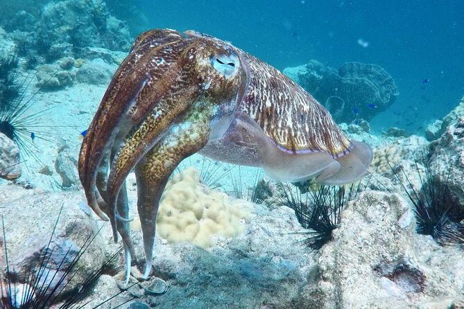 Premium Guided Scuba Diving Day Trip for Certified Divers - Price of $162.24 and what you get for it