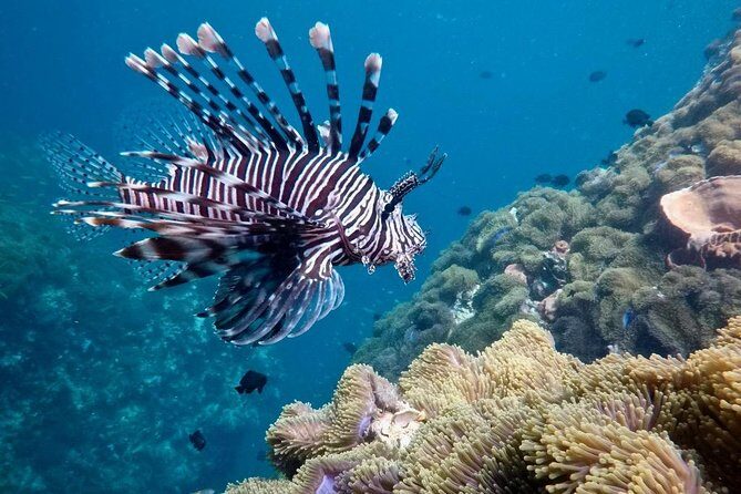 Premium Guided Scuba Diving Day Trip for Certified Divers - Getting to the boat and what the 8:00 am start means