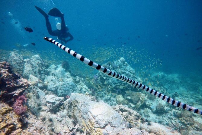 Premium Guided Scuba Diving Day Trip for Certified Divers - Should you book this certified-scuba day trip?