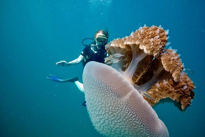 Premium Guided Scuba Diving Day Trip for Certified Divers - Snacks, lunch, and the no-single-use-plastic water