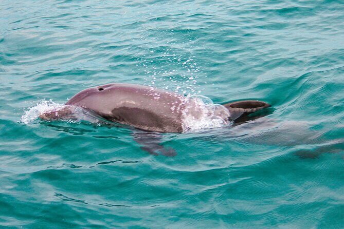 Private Boat Tour with Dolphin Spotting and Snorkelling from Phuket - A private speedboat day: what that means in real life