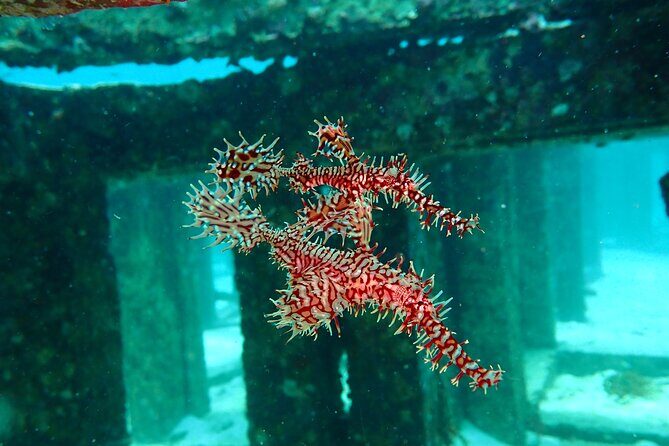 Scuba Diving Daytrip to Racha Yai - Two Underwater Sessions: What You’ll Do and How Depth Works