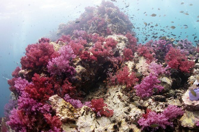 Scuba Diving in Phuket – Full-Day Trip (3 Dives, All Included) - Price and what you actually get for $179.24