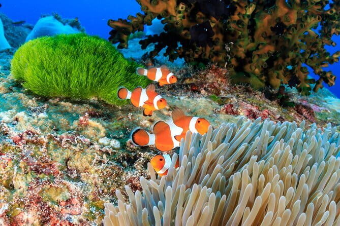 Similan Islands Full Day - Premium - Koh Payu (Island #7): Second Snorkel Chance for Turtles and Clownfish