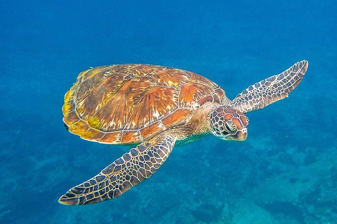 Similan Islands Snorkeling VIP Tour From Phuket - Similan Islands National Park: Your Best Reef Time (and a Small Paperwork Catch)
